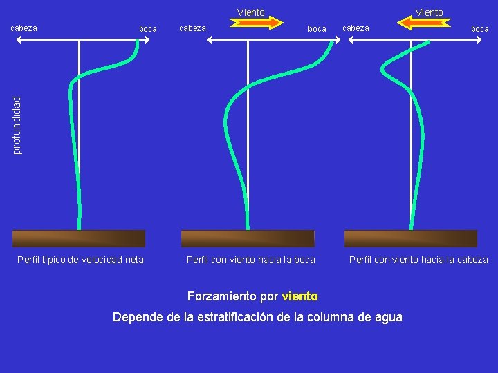 Viento boca cabeza boca profundidad cabeza Perfil típico de velocidad neta Perfil con viento
