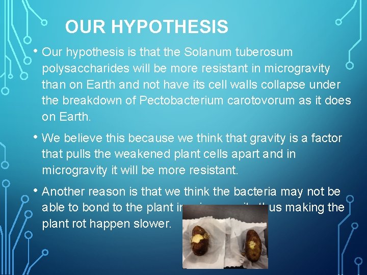 OUR HYPOTHESIS • Our hypothesis is that the Solanum tuberosum polysaccharides will be more