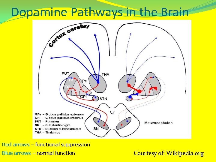 Dopamine Pathways in the Brain Red arrows – functional suppression Blue arrows – normal