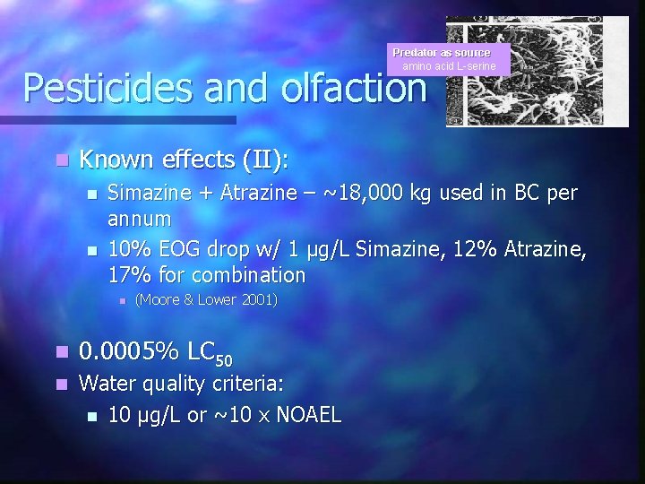 Predator as source amino acid L-serine Pesticides and olfaction n Known effects (II): n