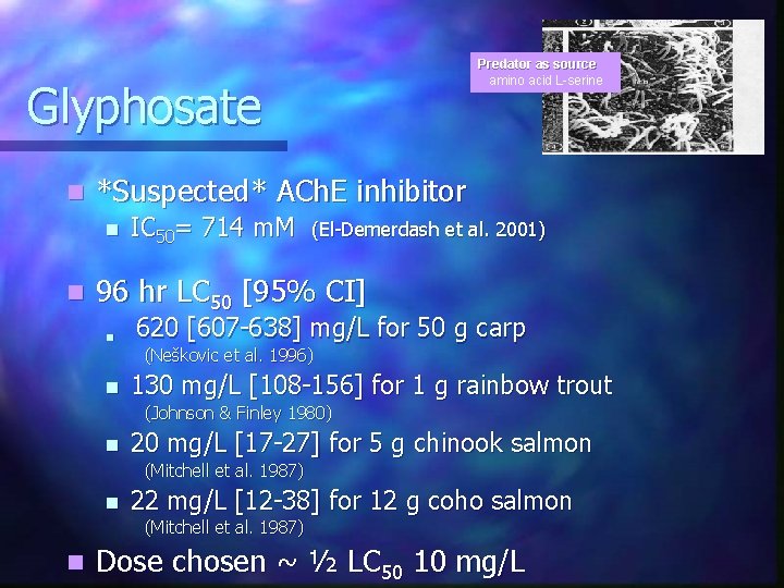 Predator as source amino acid L-serine Glyphosate n *Suspected* ACh. E inhibitor n n