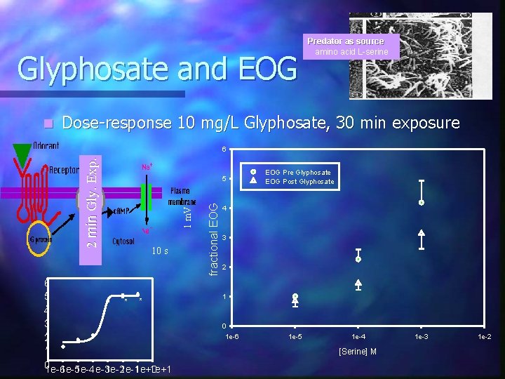 Glyphosate and EOG n Predator as source amino acid L-serine Dose-response 10 mg/L Glyphosate,