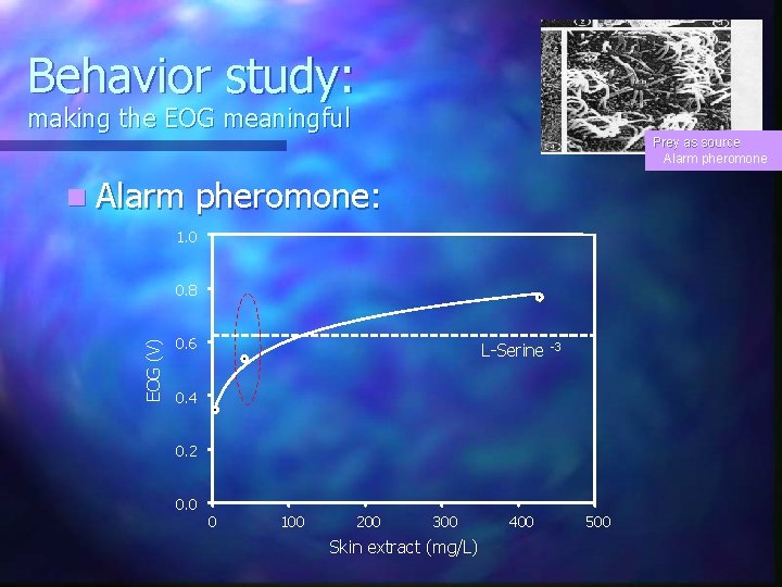 Behavior study: making the EOG meaningful Prey as source Alarm pheromone n Alarm pheromone: