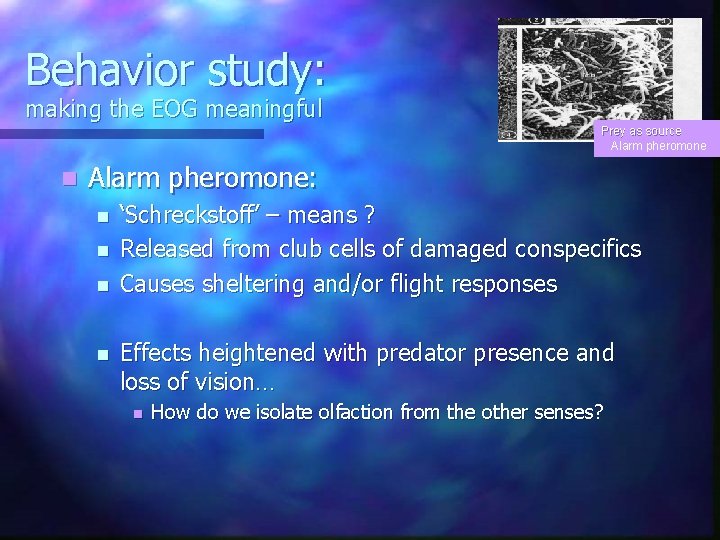 Behavior study: making the EOG meaningful Prey as source Alarm pheromone n Alarm pheromone: