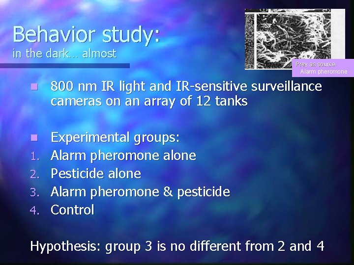 Behavior study: in the dark… almost Prey as source Alarm pheromone n 800 nm