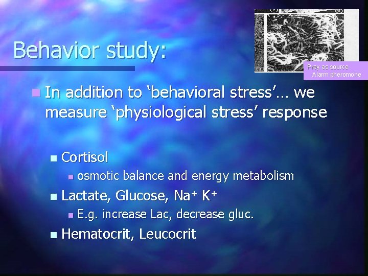 Behavior study: Prey as source Alarm pheromone n In addition to ‘behavioral stress’… we