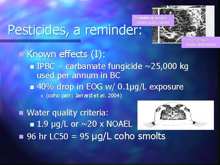 Predator as source amino acid L-serine Pesticides, a reminder: Prey as source Alarm pheromone