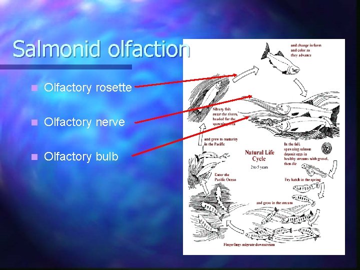 Salmonid olfaction n Olfactory rosette n Olfactory nerve n Olfactory bulb 