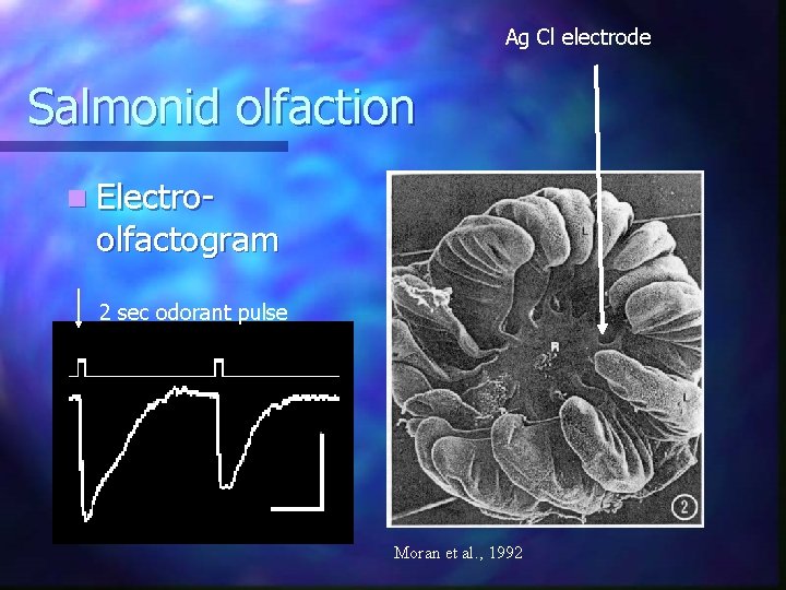 Ag Cl electrode Salmonid olfaction n Electro- olfactogram 2 sec odorant pulse Moran et