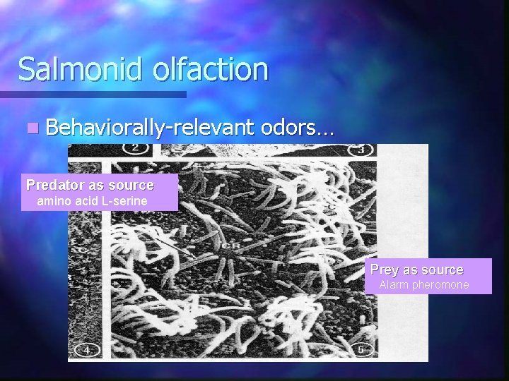 Salmonid olfaction n Behaviorally-relevant odors… Predator as source amino acid L-serine Prey as source