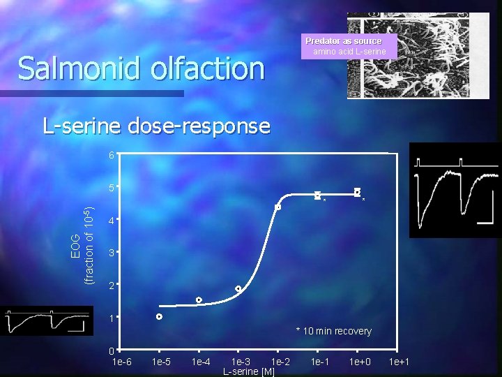 Salmonid olfaction Predator as source amino acid L-serine dose-response 6 5 EOG (fraction of