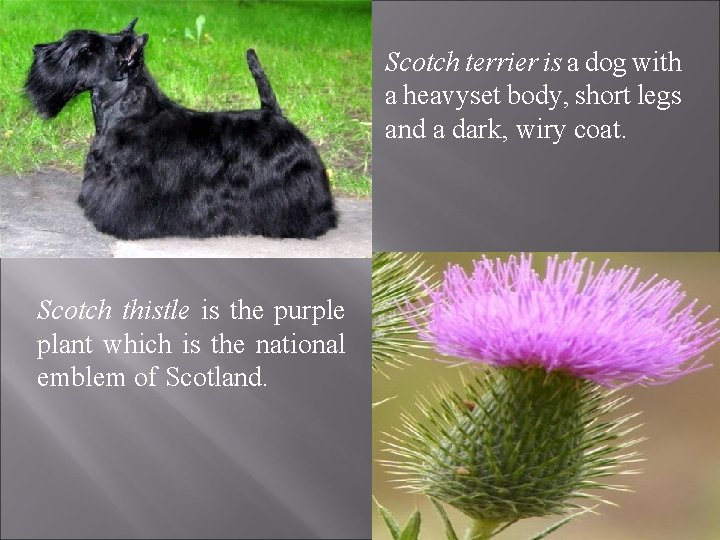 Scotch terrier is a dog with a heavyset body, short legs and a dark,