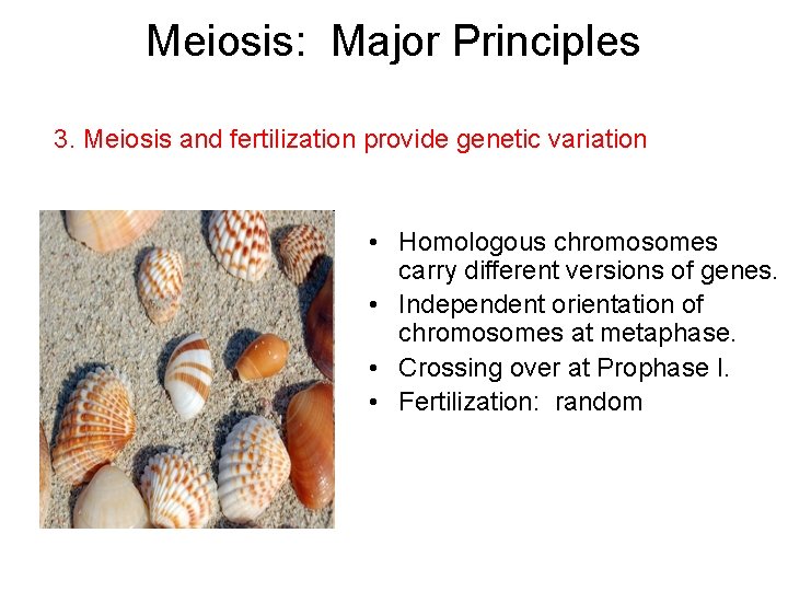 Meiosis: Major Principles 3. Meiosis and fertilization provide genetic variation • Homologous chromosomes carry