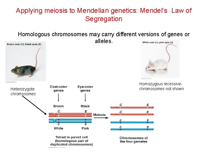 Applying meiosis to Mendelian genetics: Mendel’s Law of Segregation Homologous chromosomes may carry different