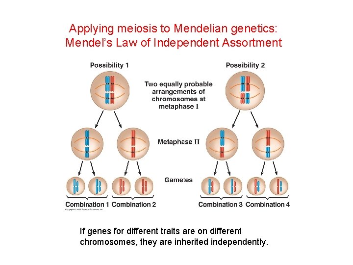Applying meiosis to Mendelian genetics: Mendel’s Law of Independent Assortment If genes for different