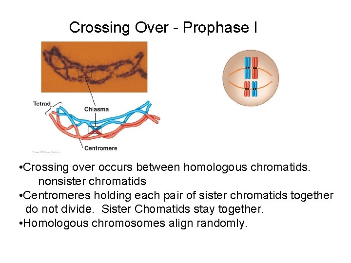 Crossing Over - Prophase I • Crossing over occurs between homologous chromatids. nonsister chromatids