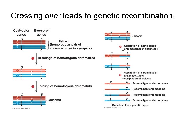 Crossing over leads to genetic recombination. 