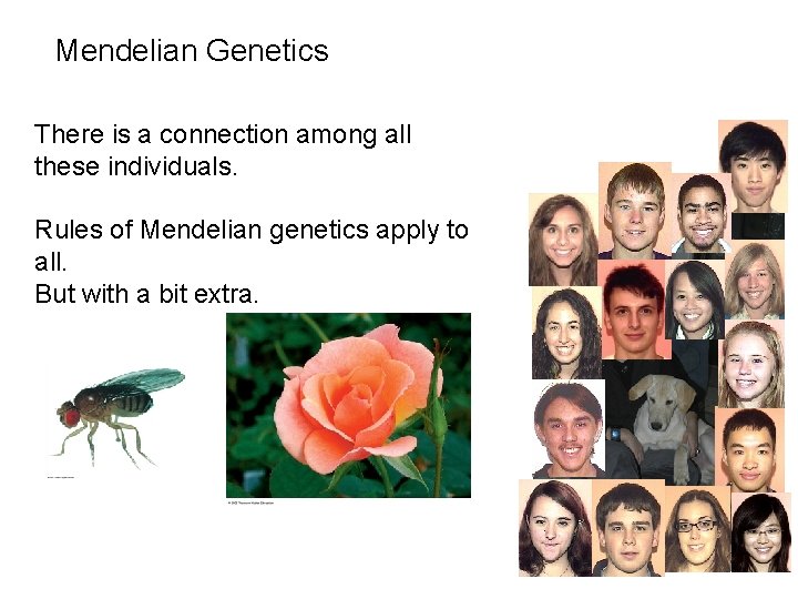 Mendelian Genetics There is a connection among all these individuals. Rules of Mendelian genetics