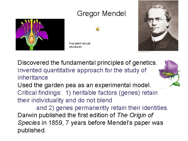 Gregor Mendel Pea plant sexual structures Discovered the fundamental principles of genetics. Invented quantitative