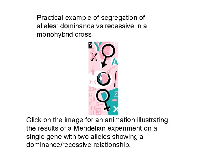 Practical example of segregation of alleles: dominance vs recessive in a monohybrid cross Click