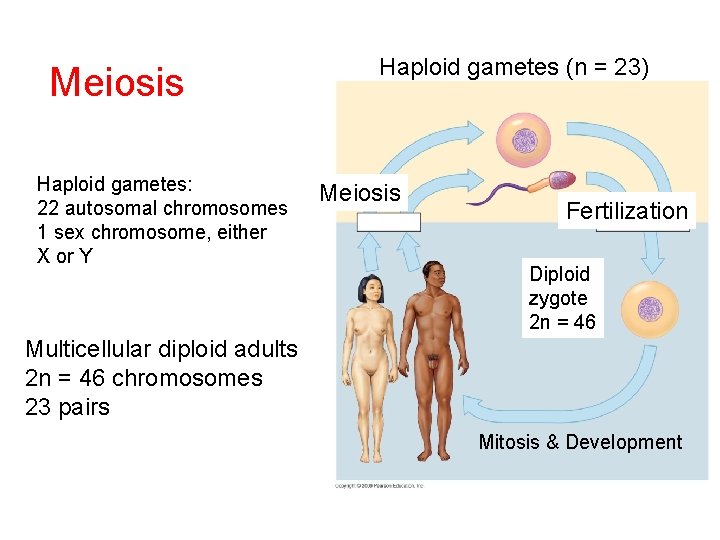 Meiosis Haploid gametes: 22 autosomal chromosomes 1 sex chromosome, either X or Y Haploid