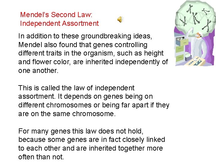 Mendel’s Second Law: Independent Assortment In addition to these groundbreaking ideas, Mendel also found