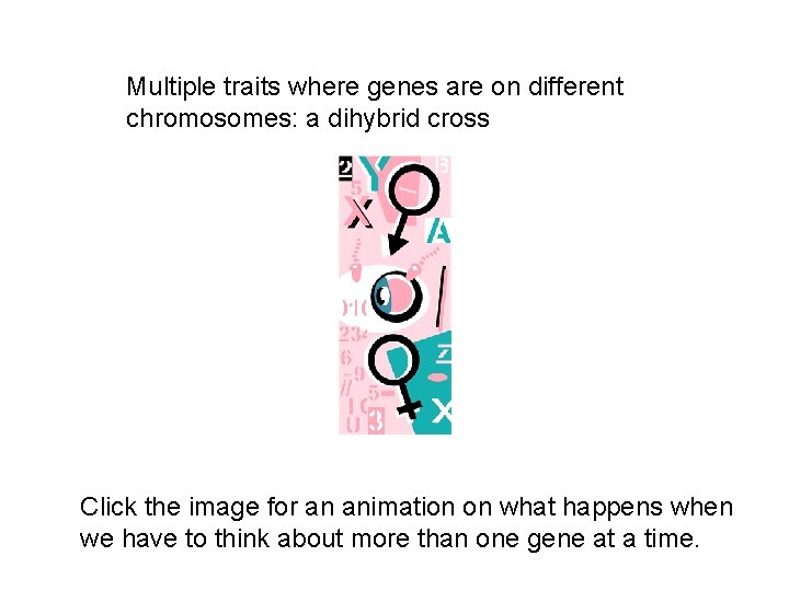 Multiple traits where genes are on different chromosomes: a dihybrid cross Click the image