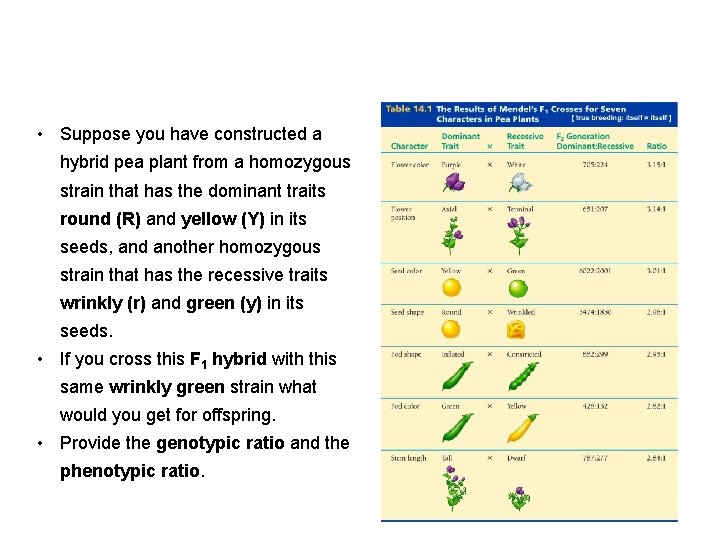  • Suppose you have constructed a hybrid pea plant from a homozygous strain