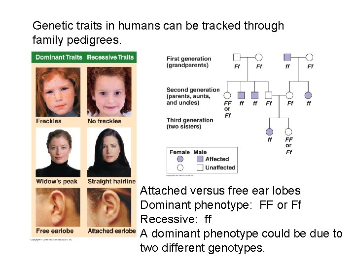 Genetic traits in humans can be tracked through family pedigrees. Attached versus free ear