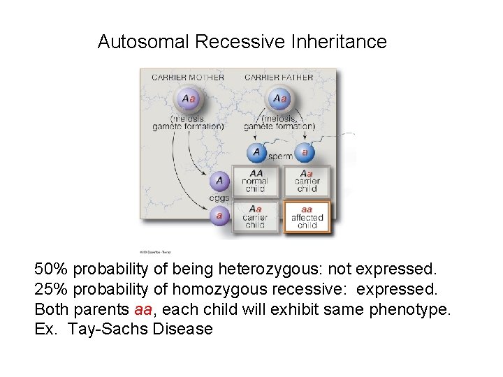 Autosomal Recessive Inheritance 50% probability of being heterozygous: not expressed. 25% probability of homozygous