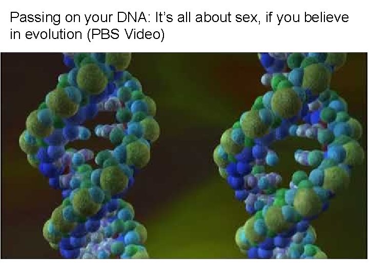 Passing on your DNA: It’s all about sex, if you believe in evolution (PBS