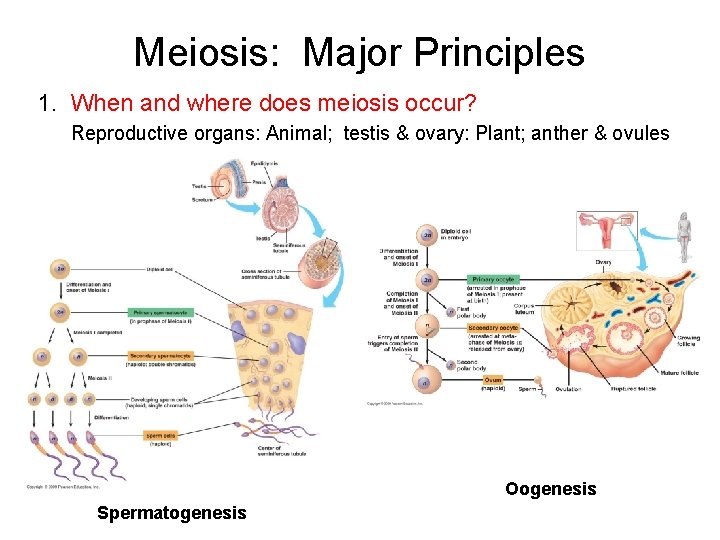 Meiosis: Major Principles 1. When and where does meiosis occur? Reproductive organs: Animal; testis