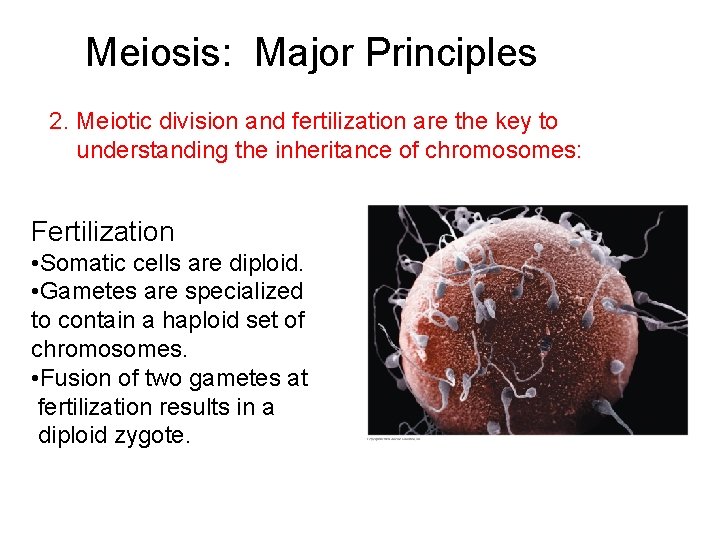 Meiosis: Major Principles 2. Meiotic division and fertilization are the key to understanding the