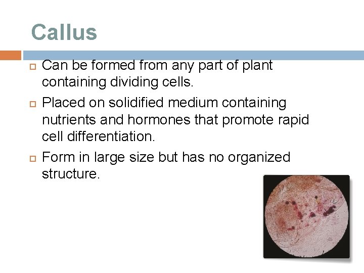 Callus Can be formed from any part of plant containing dividing cells. Placed on