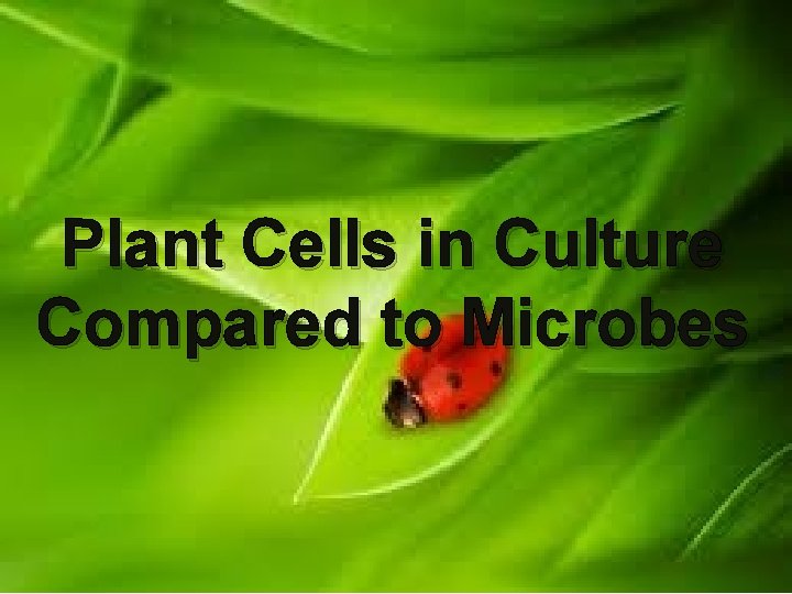 Plant Cells in Culture Compared to Microbes 