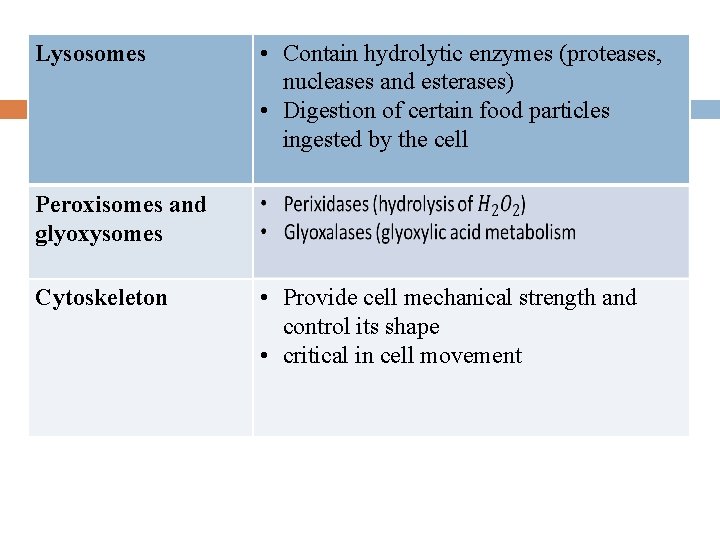 Lysosomes • Contain hydrolytic enzymes (proteases, nucleases and esterases) • Digestion of certain food