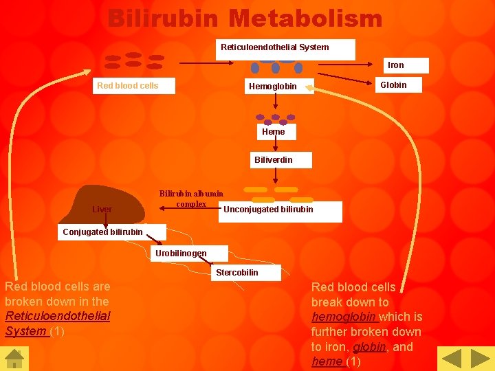 Bilirubin Metabolism Reticuloendothelial System Iron Red blood cells Globin Hemoglobin Heme Biliverdin Liver Bilirubin