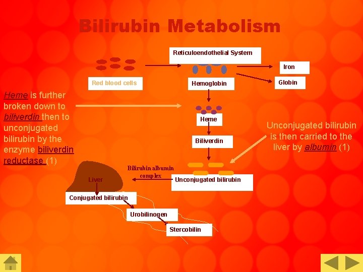 Bilirubin Metabolism Reticuloendothelial System Iron Red blood cells Heme is further broken down to