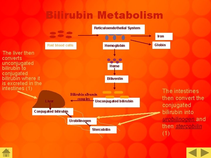 Bilirubin Metabolism Reticuloendothelial System Iron Red blood cells The liver then converts unconjugated bilirubin