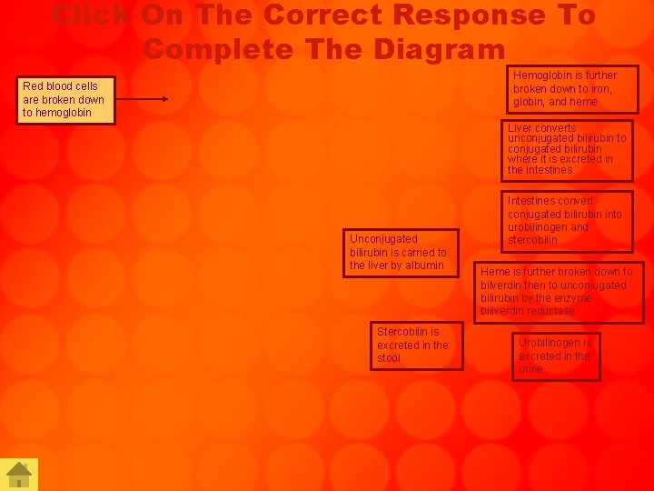 Click On The Correct Response To Complete The Diagram Hemoglobin is further broken down