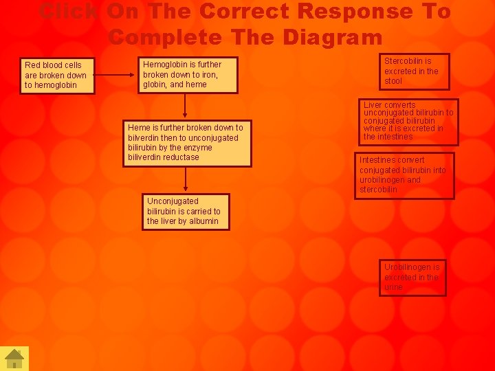 Click On The Correct Response To Complete The Diagram Red blood cells are broken