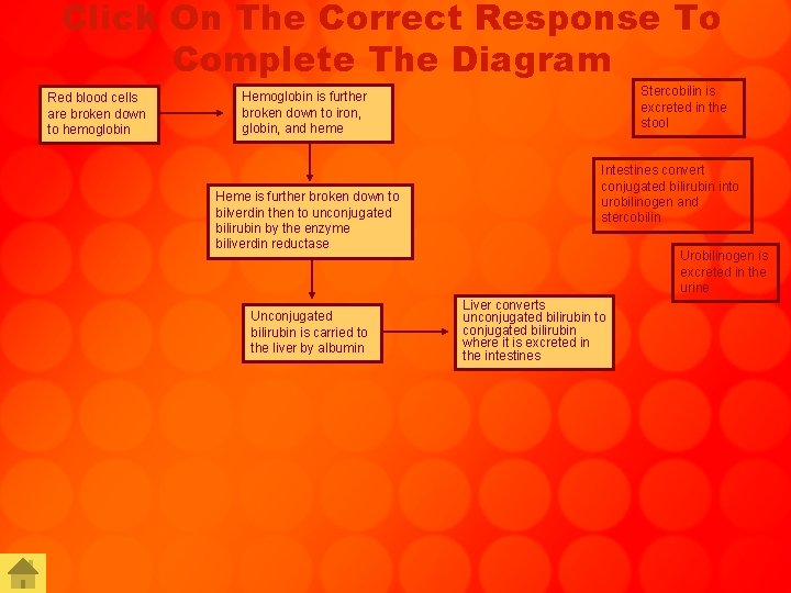 Click On The Correct Response To Complete The Diagram Red blood cells are broken
