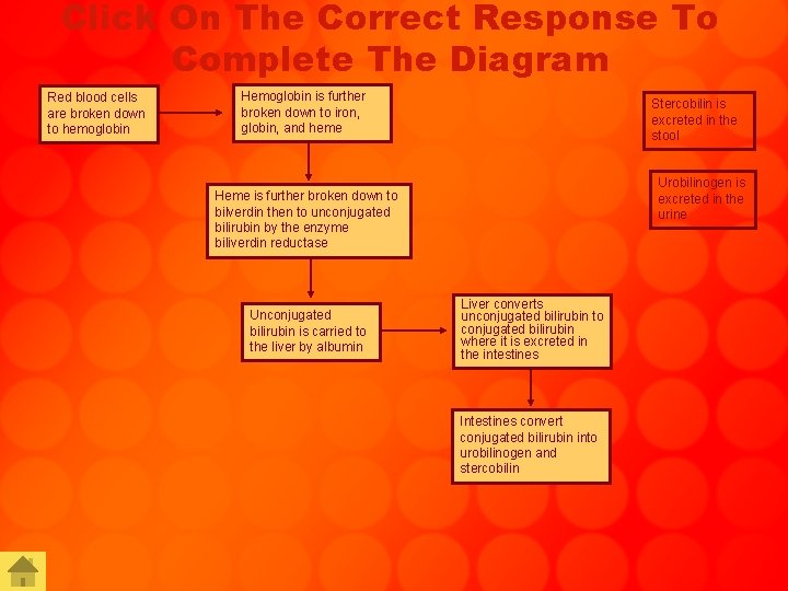 Click On The Correct Response To Complete The Diagram Red blood cells are broken