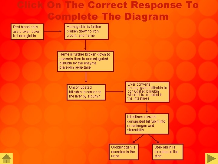 Click On The Correct Response To Complete The Diagram Red blood cells are broken