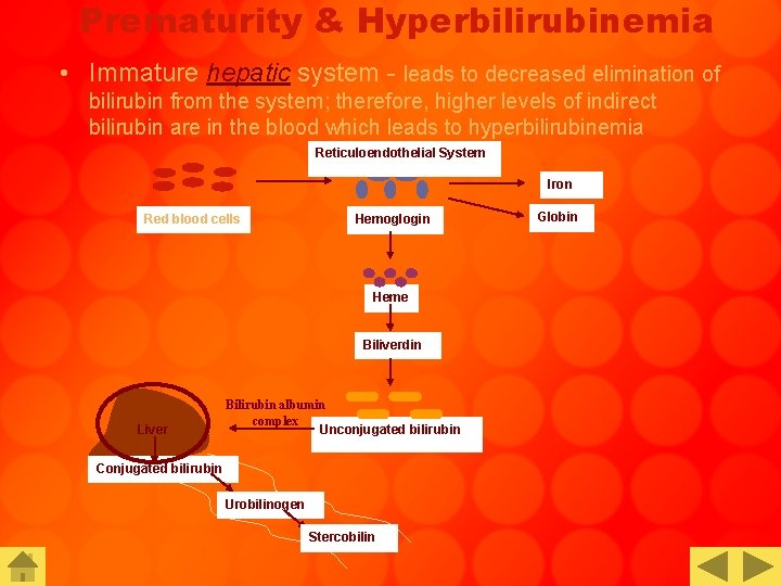 Prematurity & Hyperbilirubinemia • Immature hepatic system - leads to decreased elimination of bilirubin