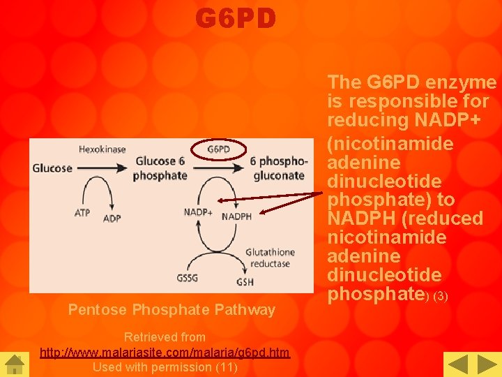 G 6 PD Pentose Phosphate Pathway Retrieved from http: //www. malariasite. com/malaria/g 6 pd.