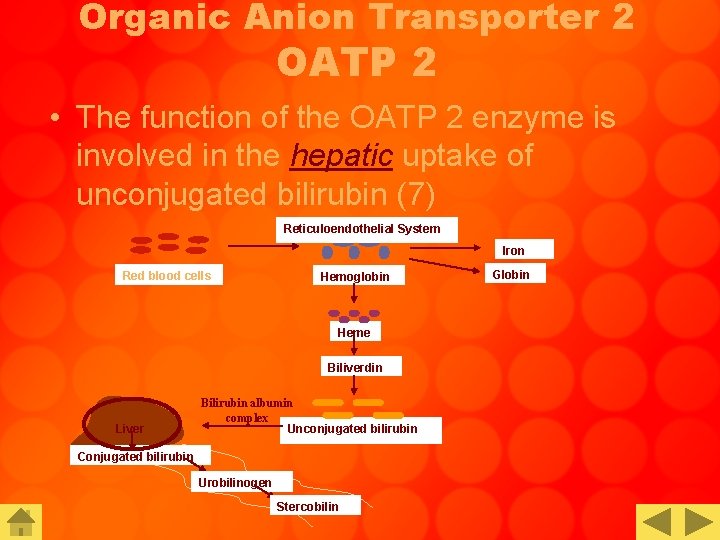 Organic Anion Transporter 2 OATP 2 • The function of the OATP 2 enzyme