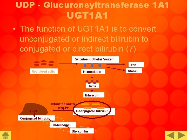 UDP - Glucuronsyltransferase 1 A 1 UGT 1 A 1 • The function of