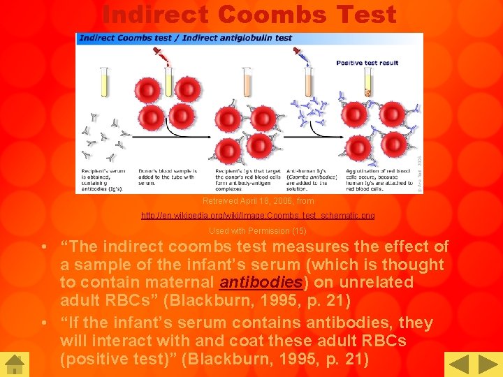 Indirect Coombs Test Retreived April 18, 2006, from http: //en. wikipedia. org/wiki/Image: Coombs_test_schematic. png