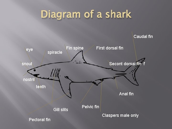 Diagram of a shark Caudal fin eye spiracle Fin spine First dorsal fin snout